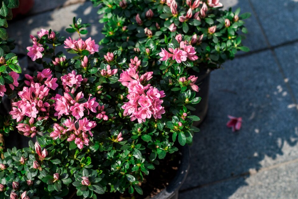Blossom blooming flowers bloom