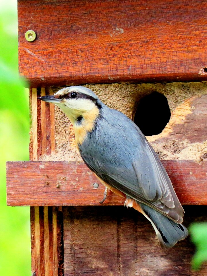 Boy young birds hatching