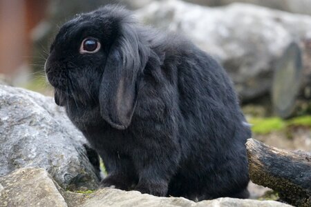 Hare pet ears photo