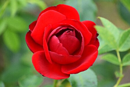 Spikes rose flower rose petals photo