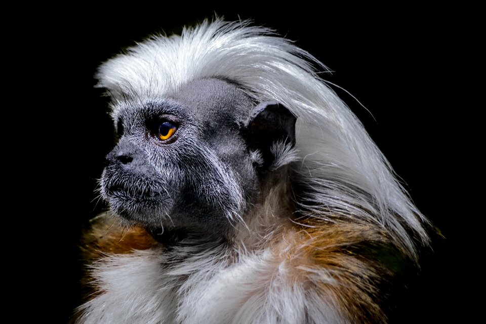 Animal mammal face