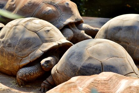 Tortoise shell giant tortoise zoo
