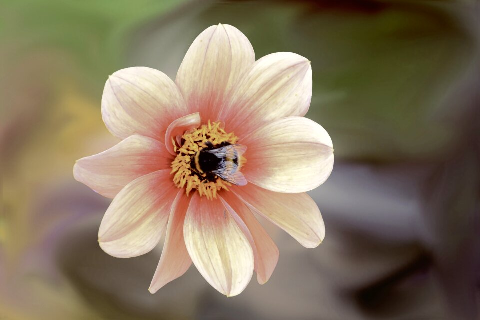 Hummel insect dahlia