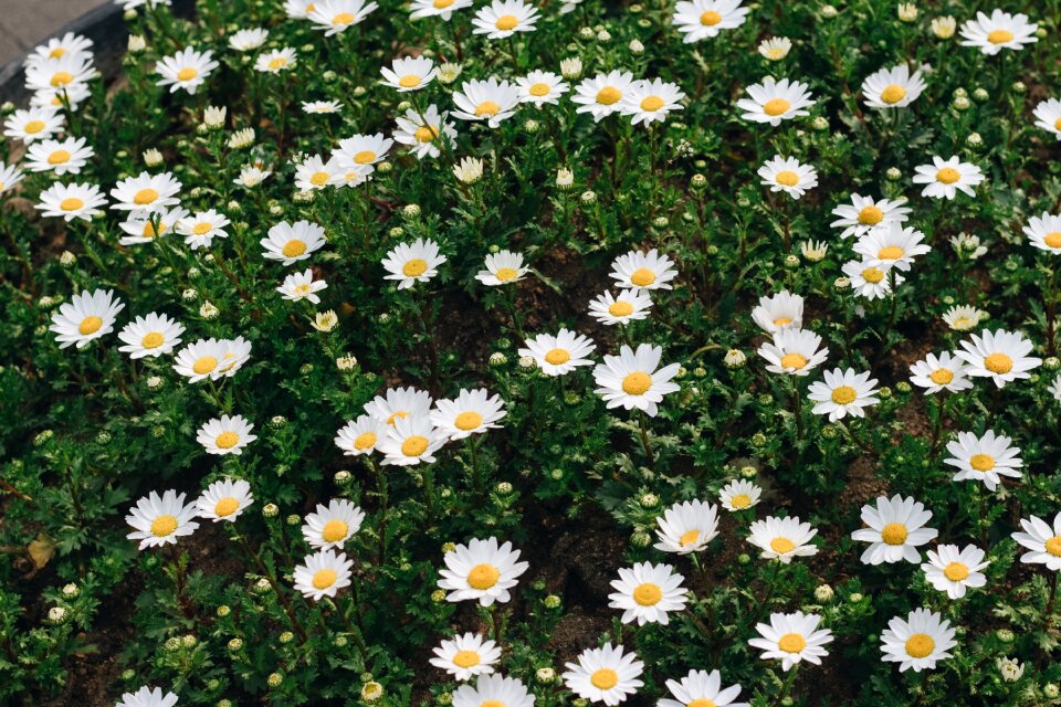 Blossom blooming flowers bloom