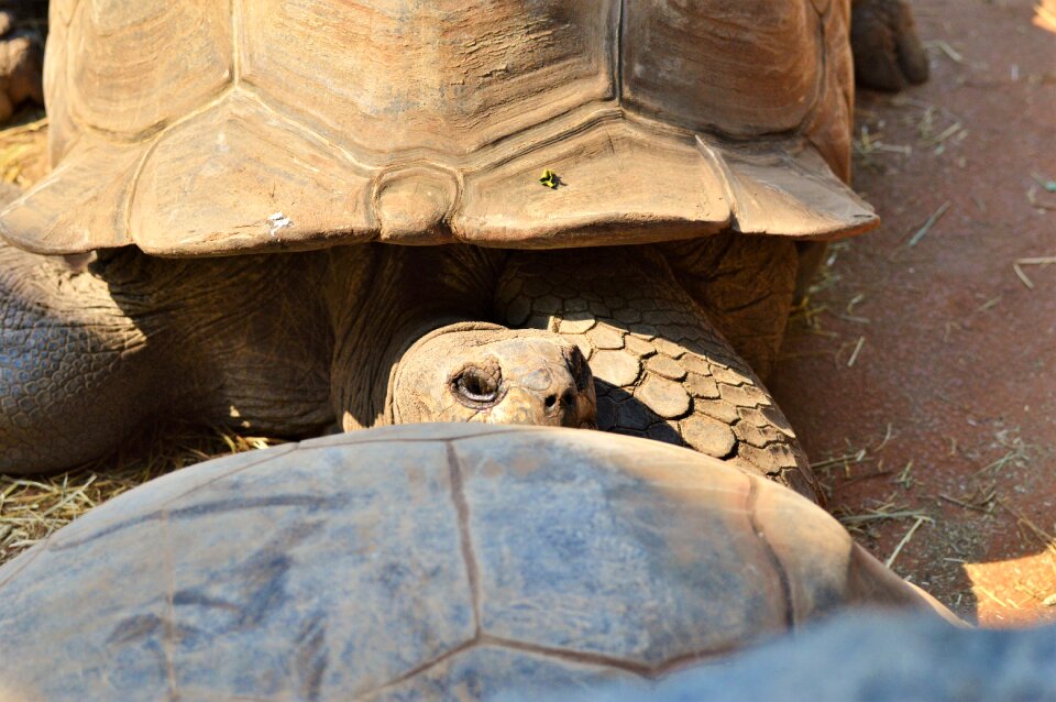 Tortoise shell giant tortoise zoo