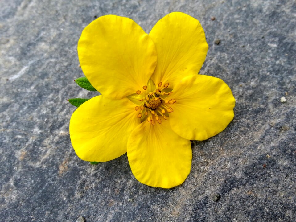 Nature summer flower summer