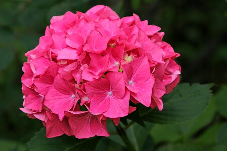 Red flower decorative inflorescence