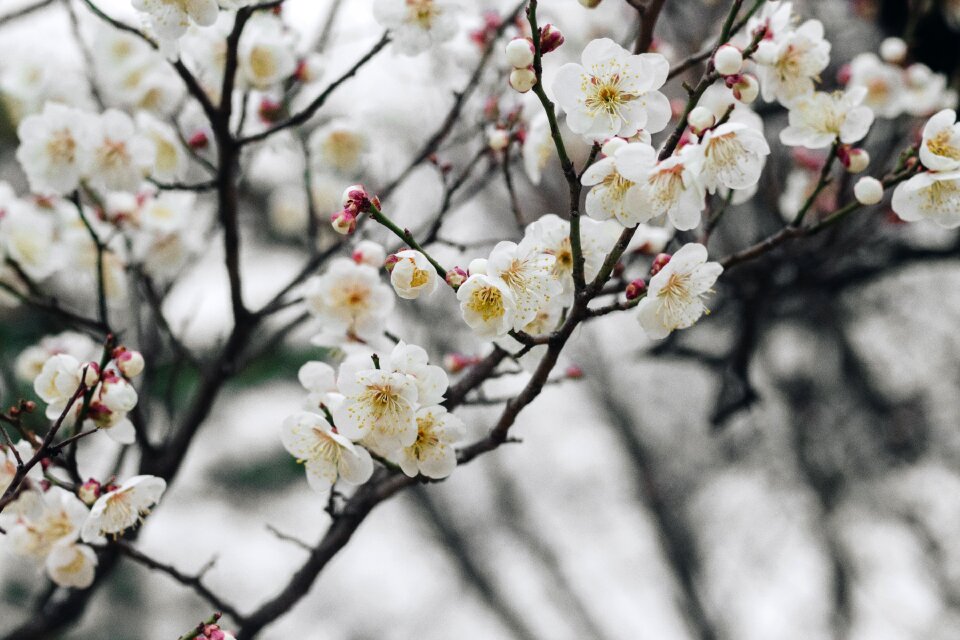 Blossom blooming flowers bloom