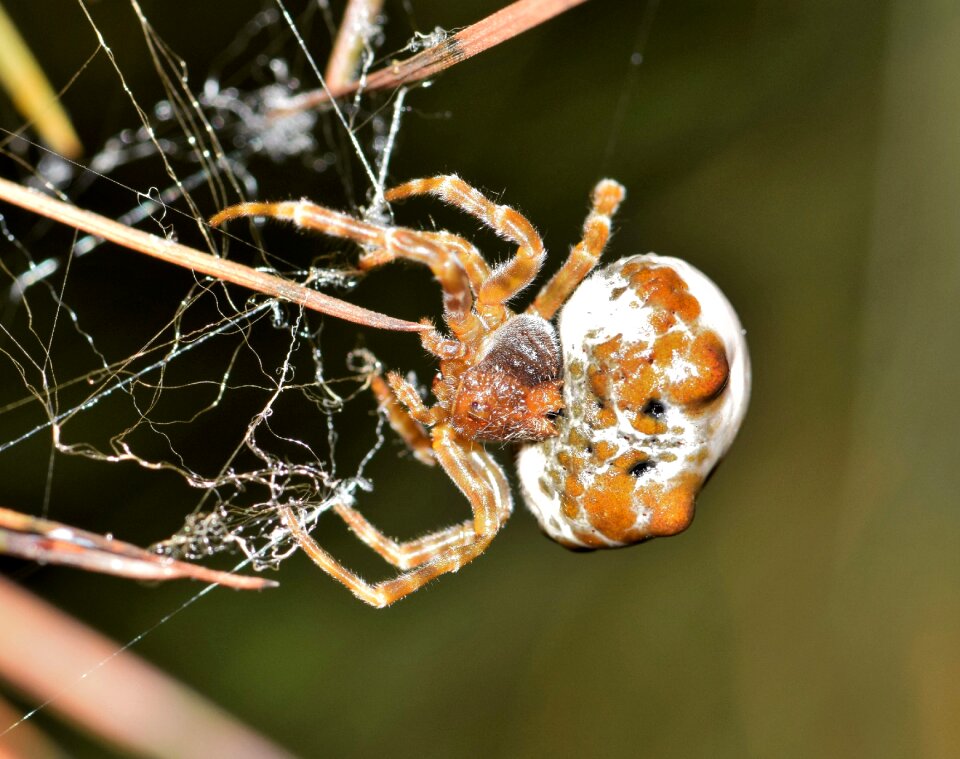 Webbed trap trapped