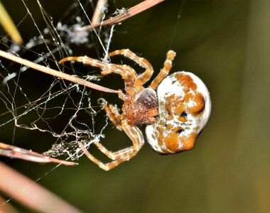 Webbed trap trapped
