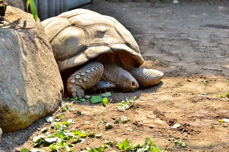 Tortoise shell giant tortoise zoo