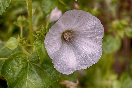 Garden summer watering photo