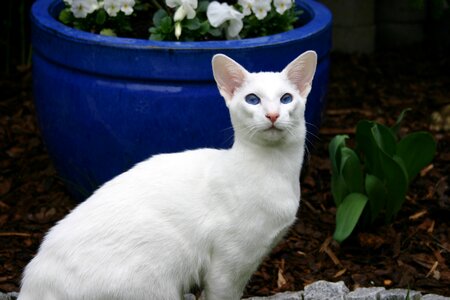 Out surprised blue eye