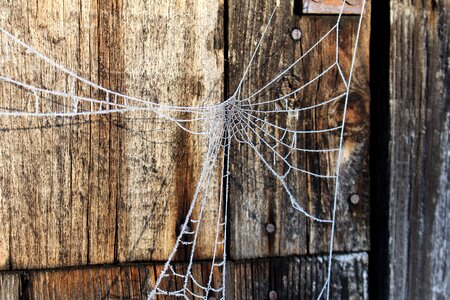 Frost spider web cold