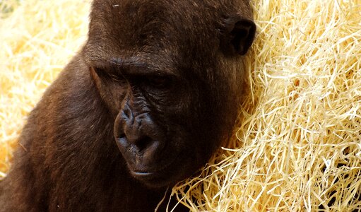 Zoo furry omnivore