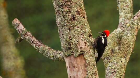Armenia quindio colombia