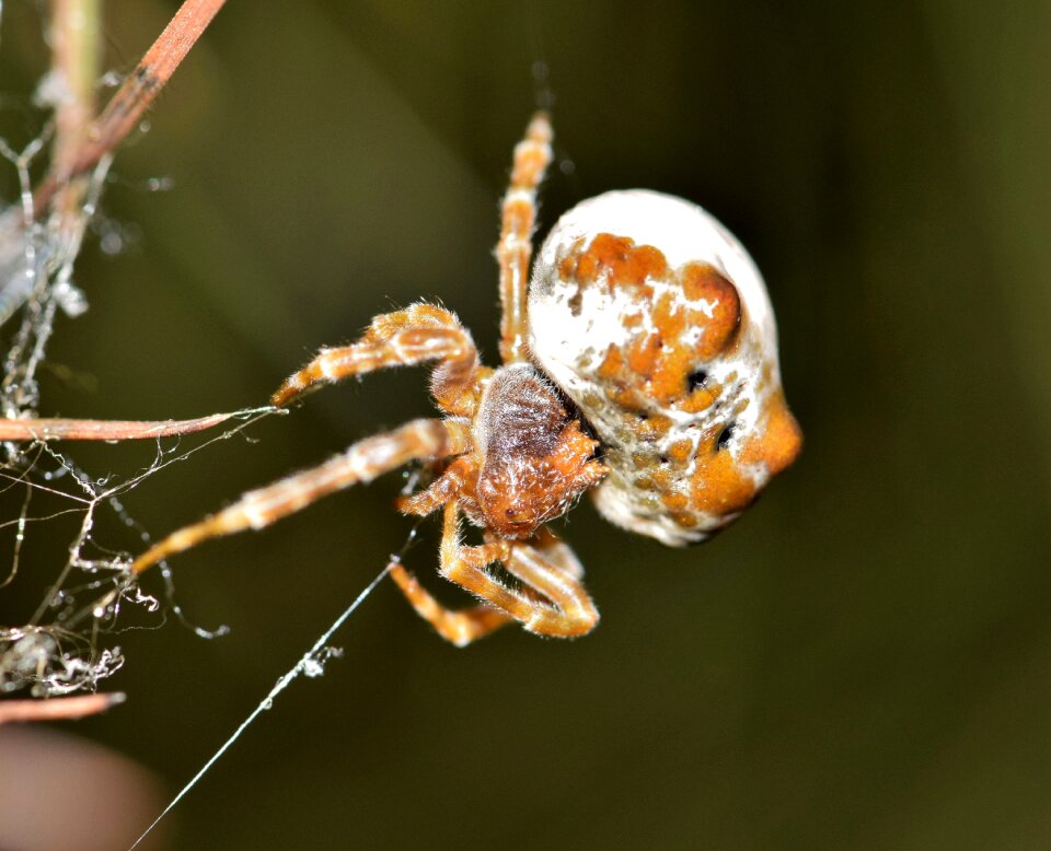 Webbed trap trapped