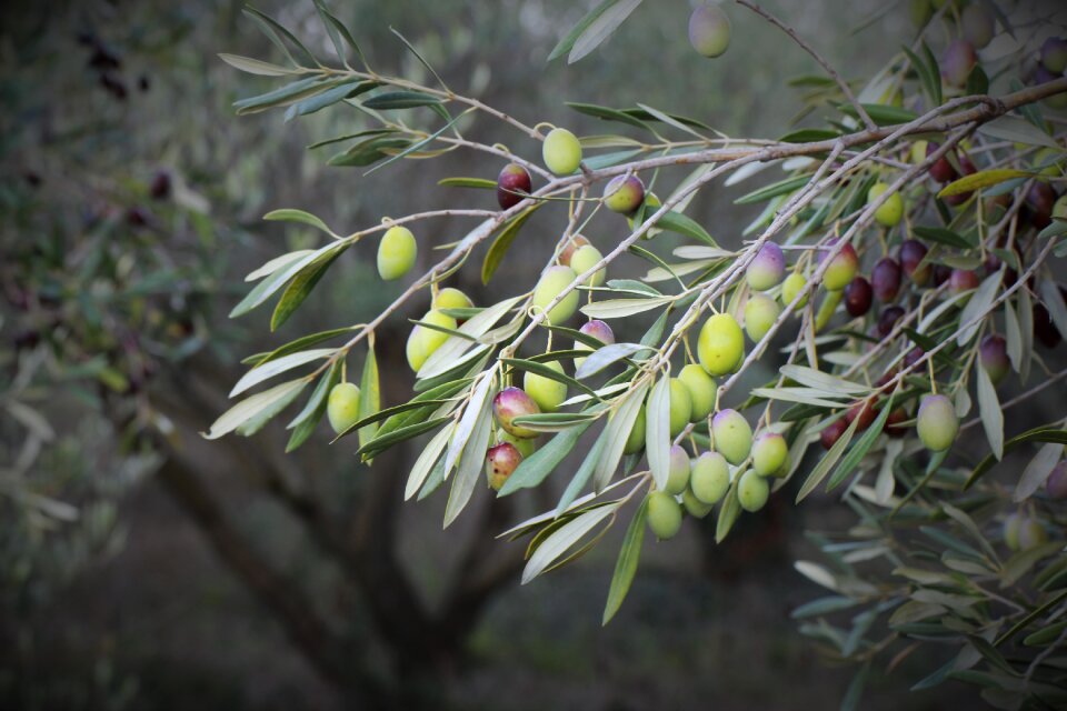 Tree spanish close up