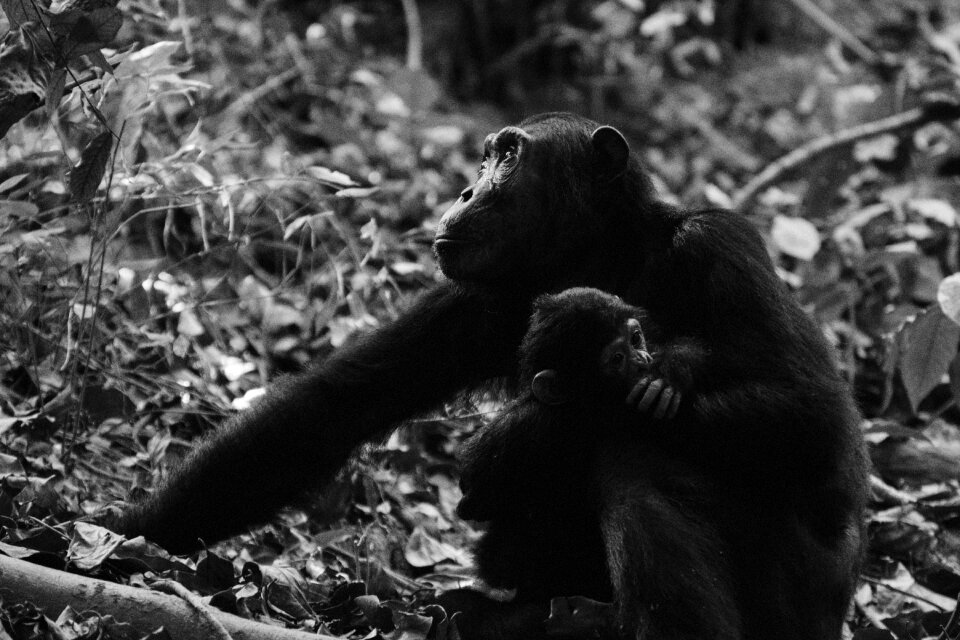 Monkeys primate wildlife