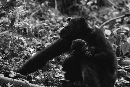 Monkeys primate wildlife