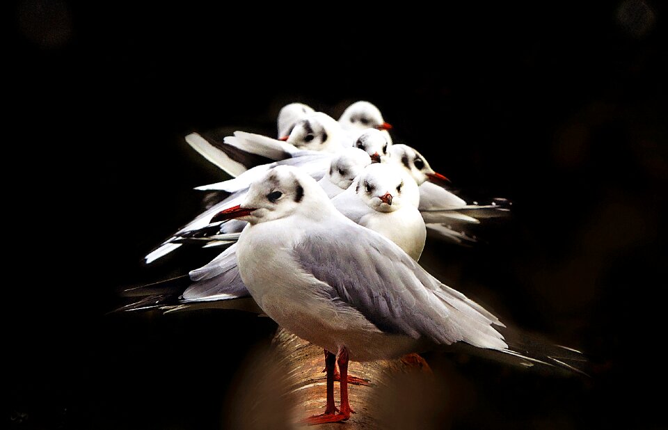 Animals bird seagull