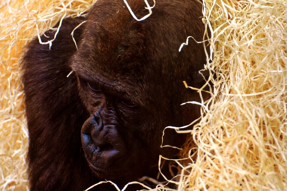 Zoo furry omnivore