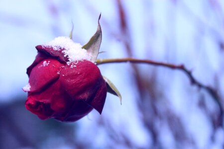 Snow wilt mood