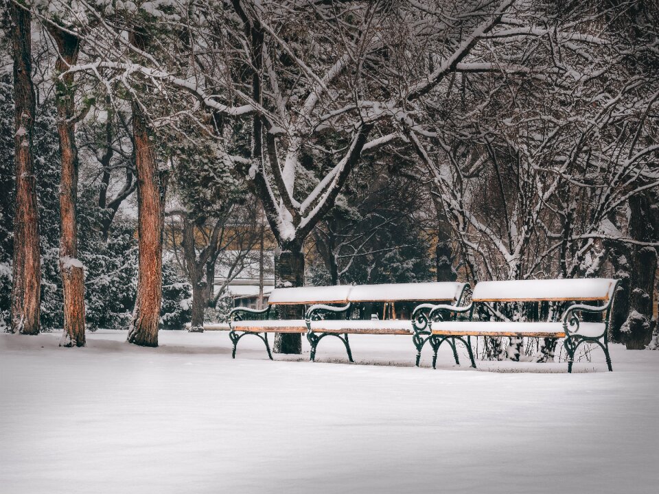 Benches trees snow