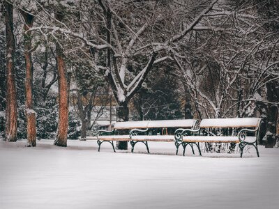 Benches trees snow photo