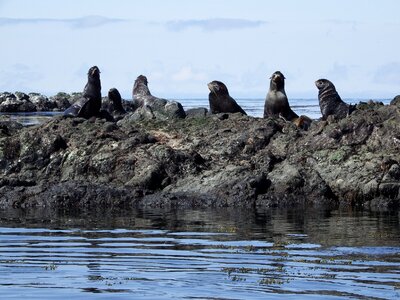 Harem sea ​​stones calm photo