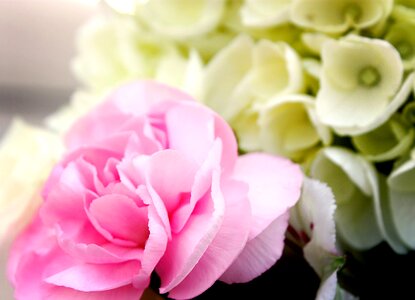 Wedding flowers white rose