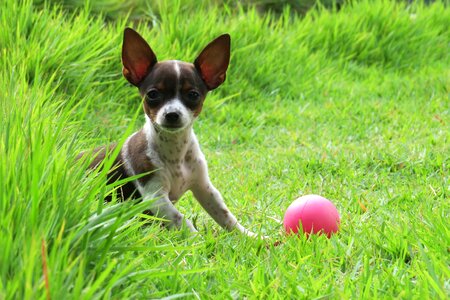 Green ears animal