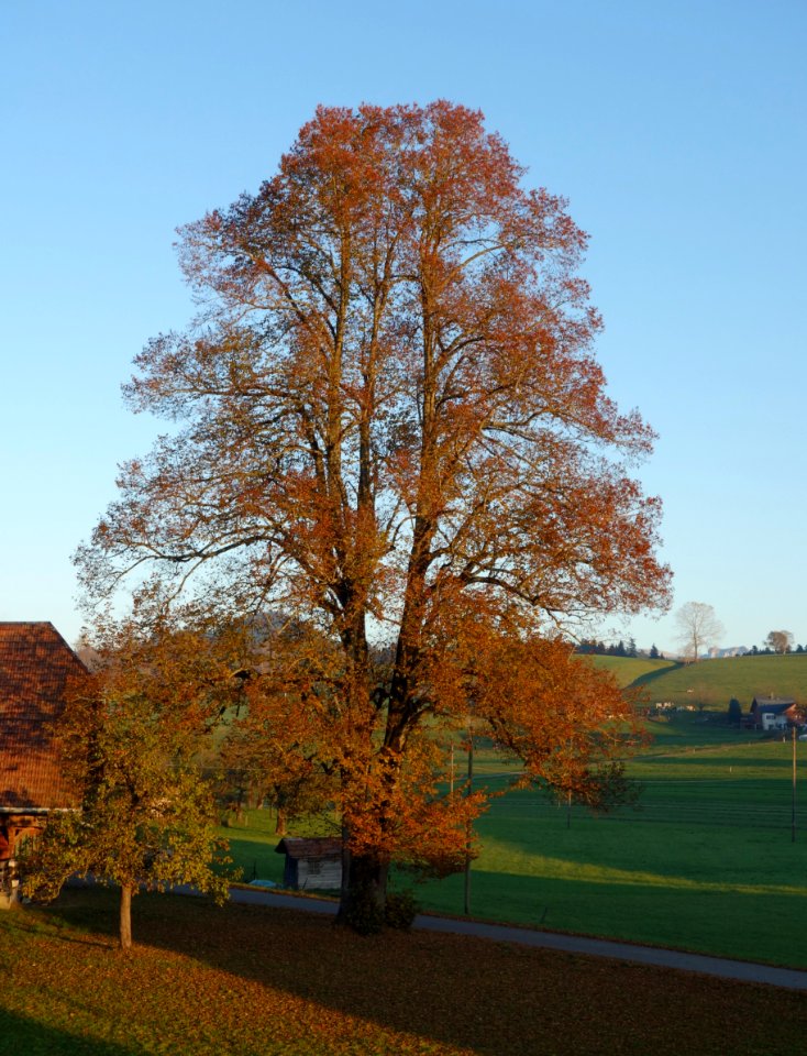 DSC05226 