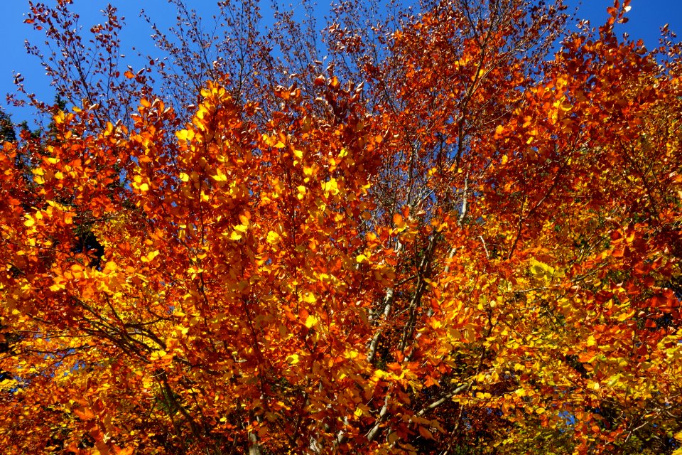 DSC05196 