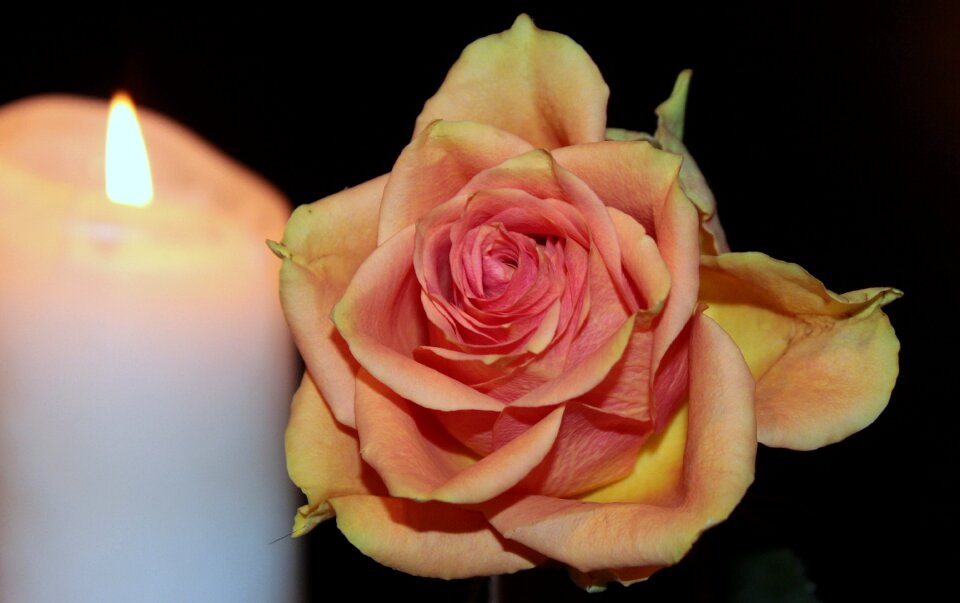 Rose bloom orange candle