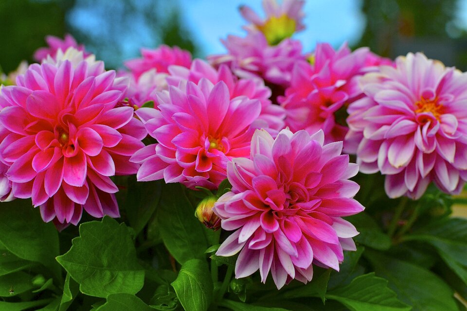 Garden plant red flower pink flower