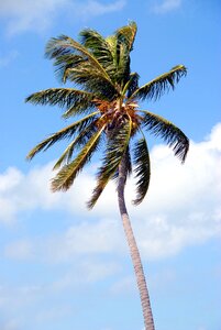 Usa palm tree photo