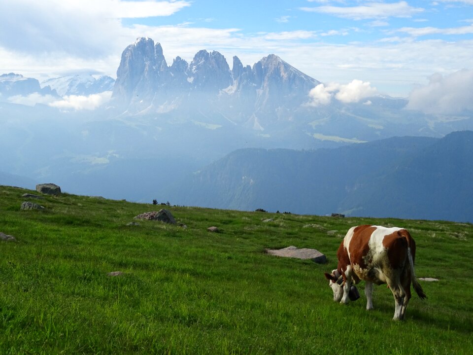 Dolomites panorama cow
