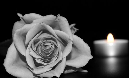 Rose bloom black and white candle