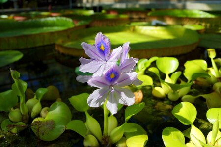 Flower water water hyacinth greenhouse photo