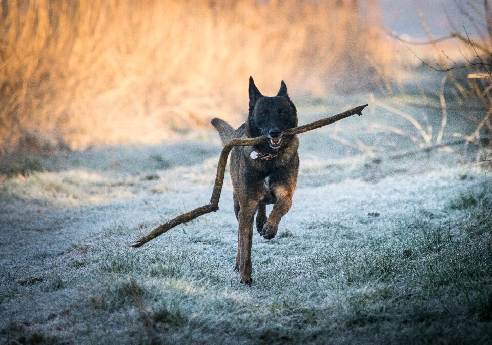 Dog run winter cold photo