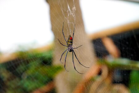 Wildlife wild orb-weaver photo