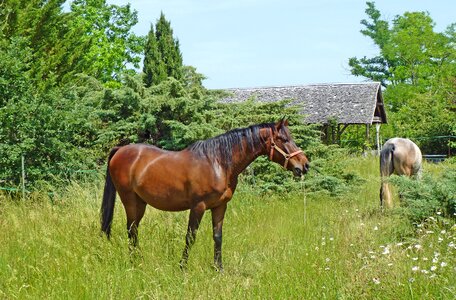 Equine breeding nature