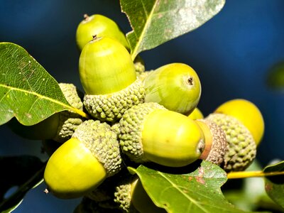 Tree fruit fruit nature