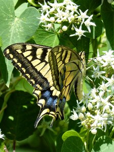 Machaon beauty papilio machaon