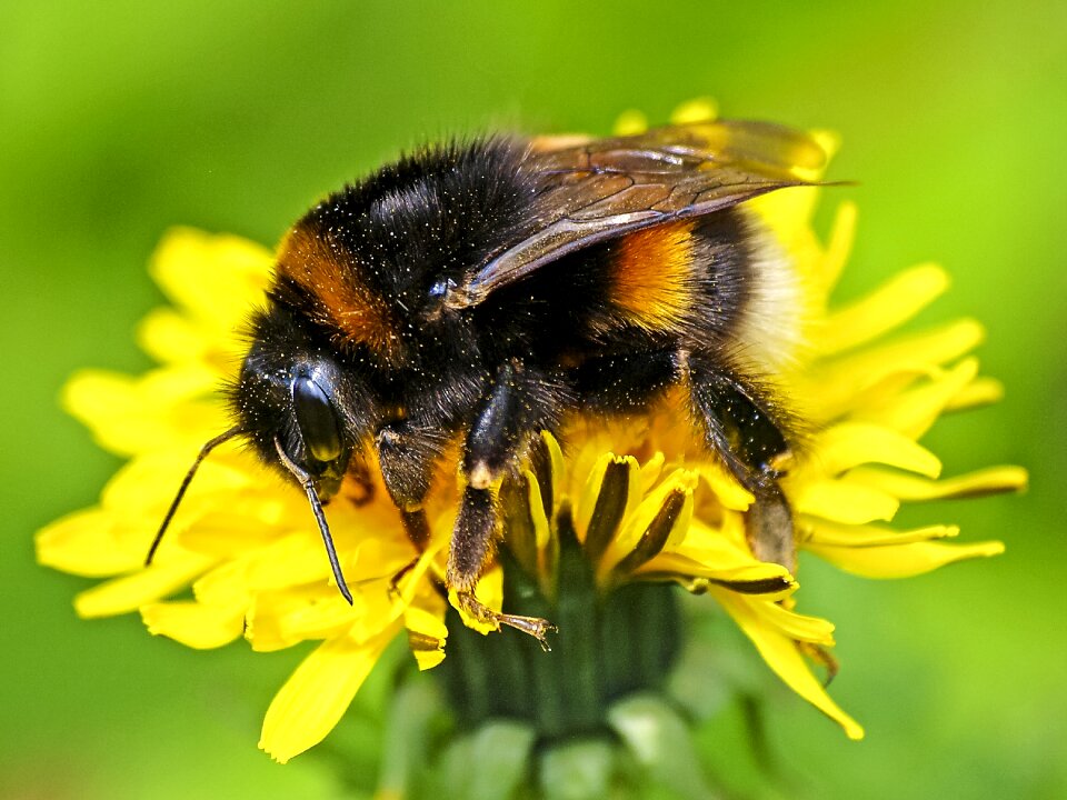 Insect nature animal