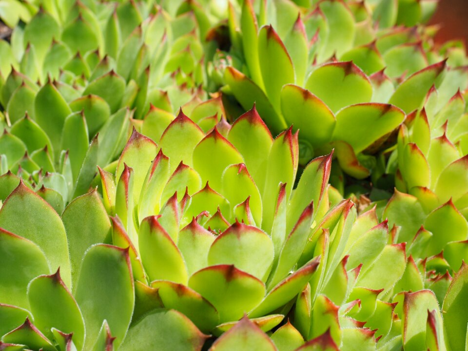 Sempervivum stone garden meaty photo