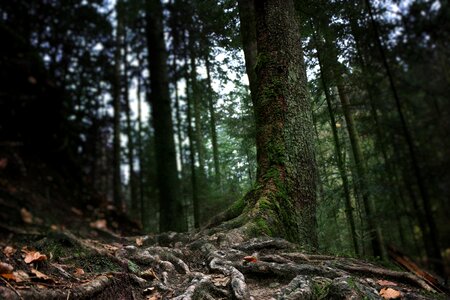 Tribe root forest floor photo