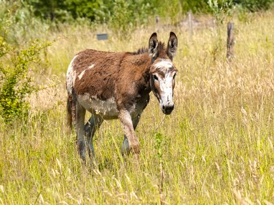 Animal mammal nature