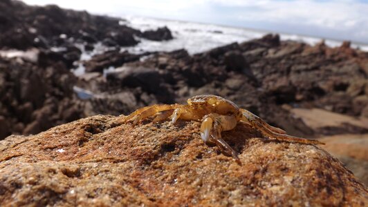 Crab beach nature photo